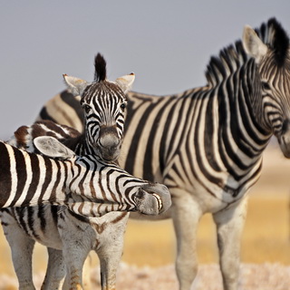 Etosha - Zebras